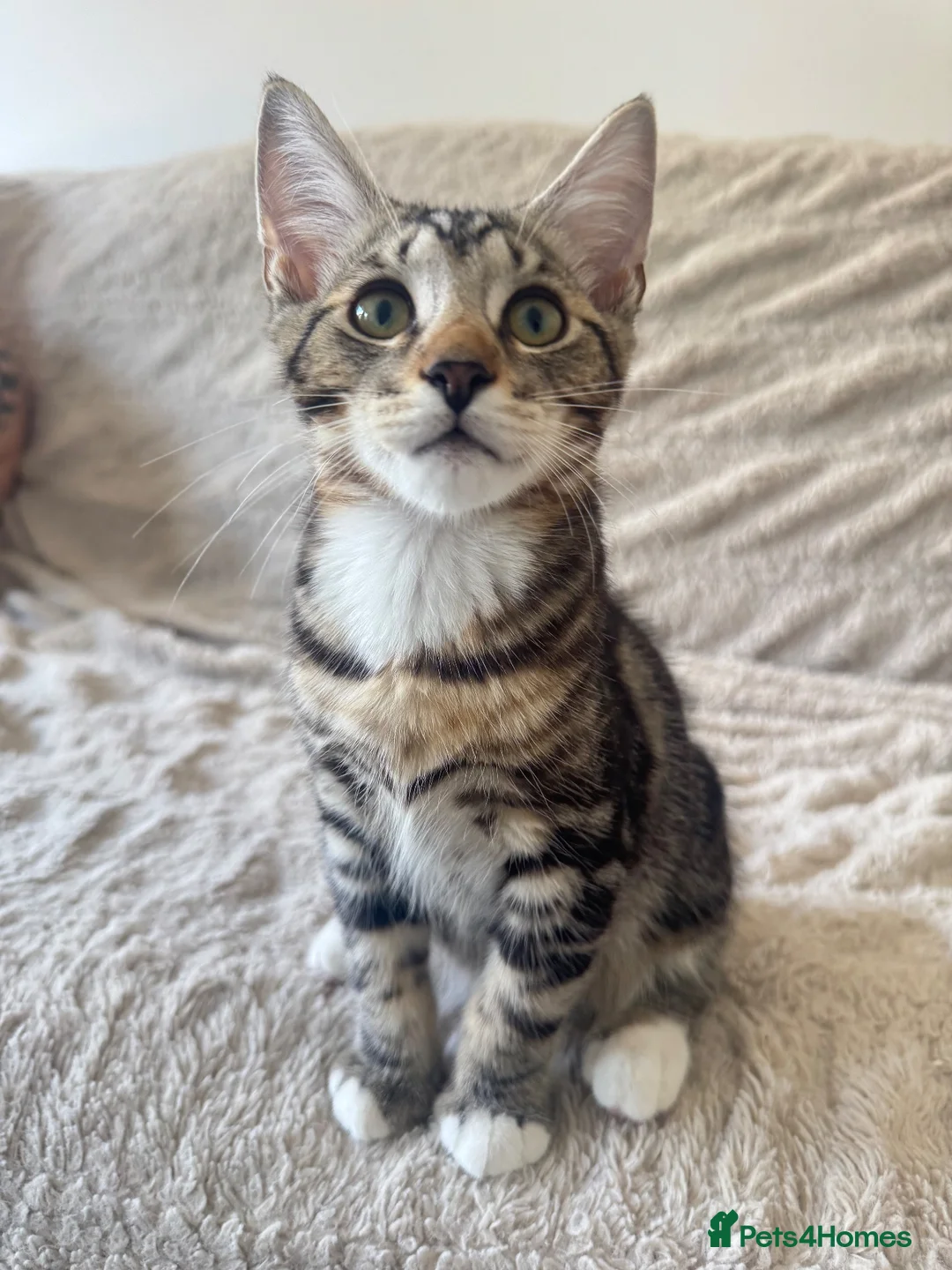 Mixed Breed cats for sale: Tabby Male Kitten  - Advert 2