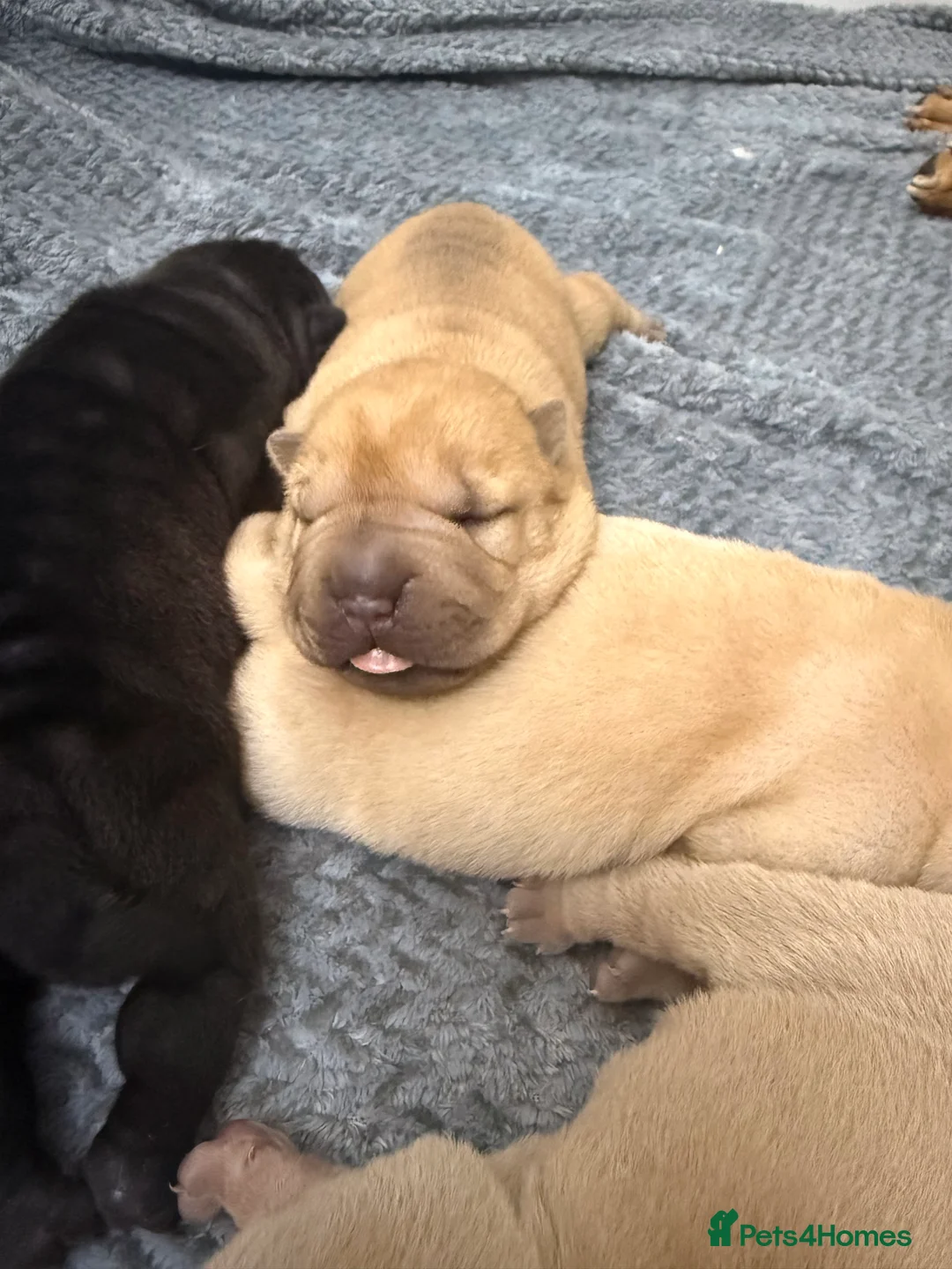 Shar Pei dogs for sale: Beautiful pure shar pei puppies - Advert 26