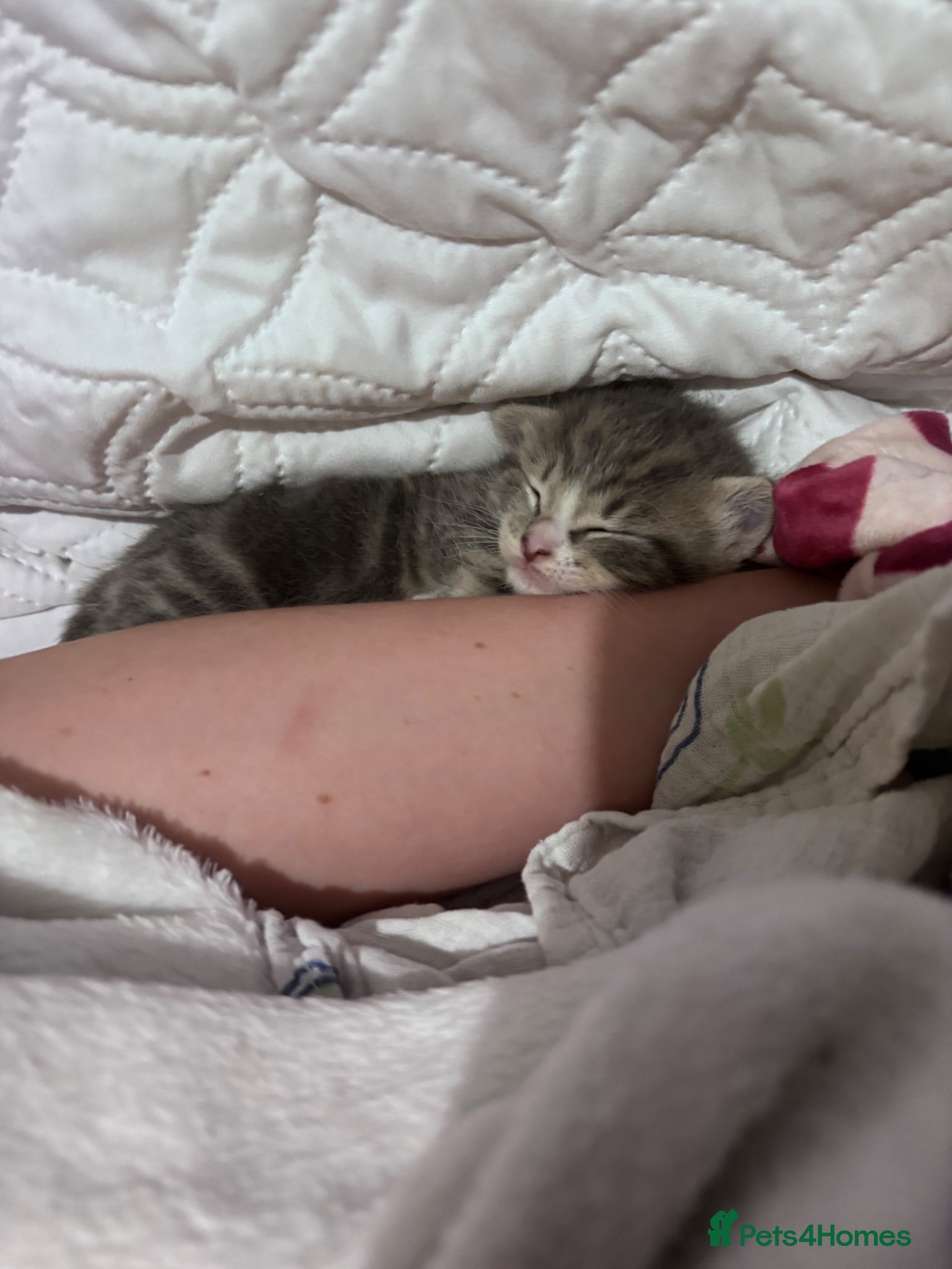 Mixed Breed cats for sale: 4 sweet kittens for new homes  in Thornton-Cleveleys - Advert 15
