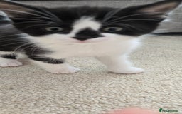 Mixed Breed cats for sale: Heart-Marked & Beautiful Kittens Ready - Image 20