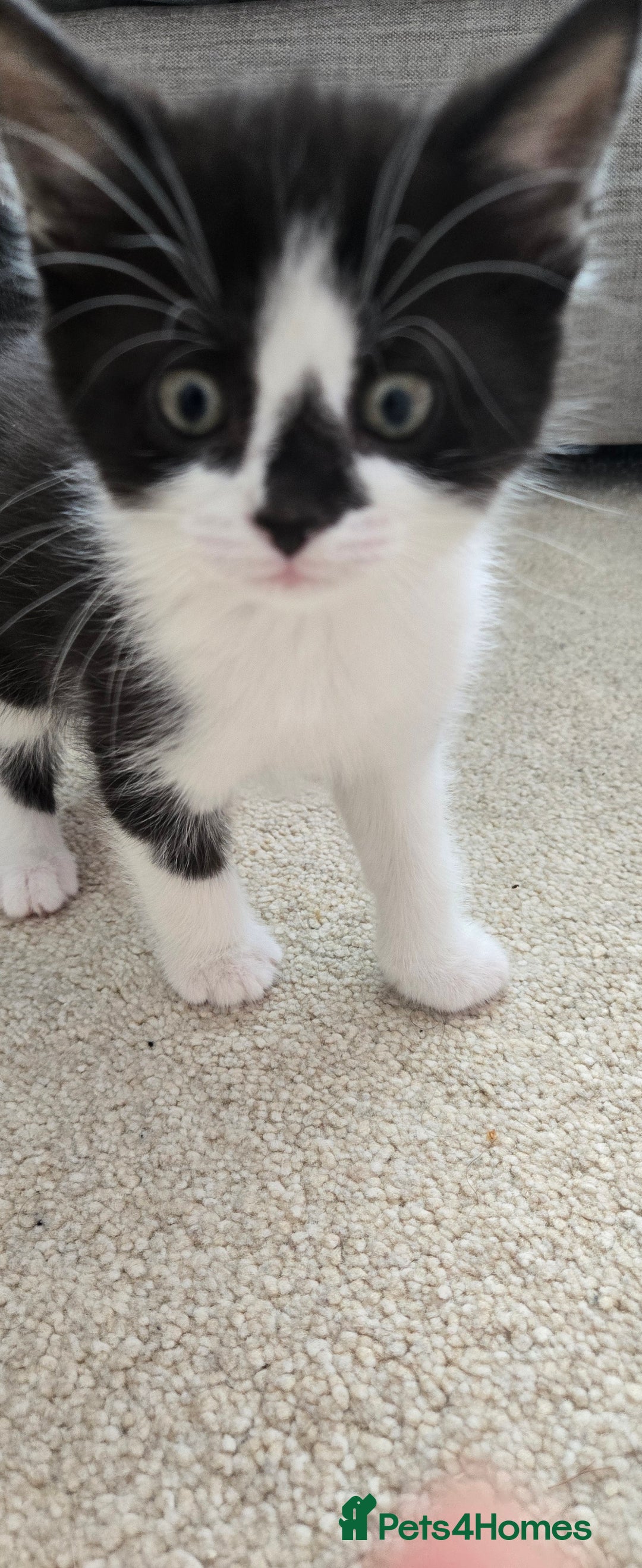 Mixed Breed cats for sale: Heart-Marked & Beautiful Kittens Ready - Image 20