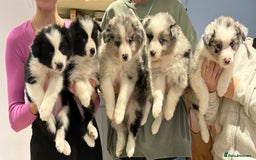 Border Collie dogs for sale: 6 Beautiful B&W & Merle Border Collie Puppies 🐶  - Image 2