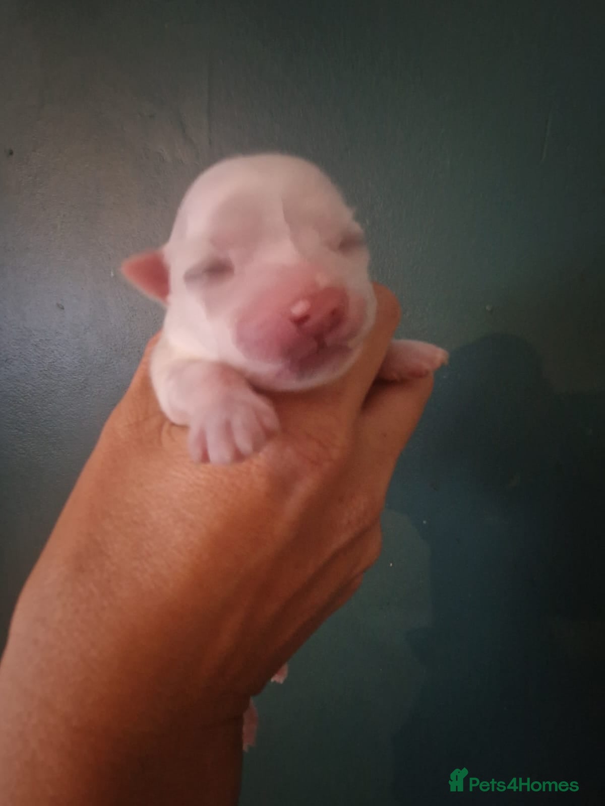 Chihuahua dogs Elite DNA-Tested Luxury Chihuahua Puppies - Advert 8