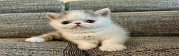 Exotic cats for sale: Outstanding Exotic Shorthair Kittens - Advert 8