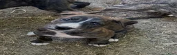 Lurcher dogs for sale: Lurcher Puppies  in Horsham - Advert 16