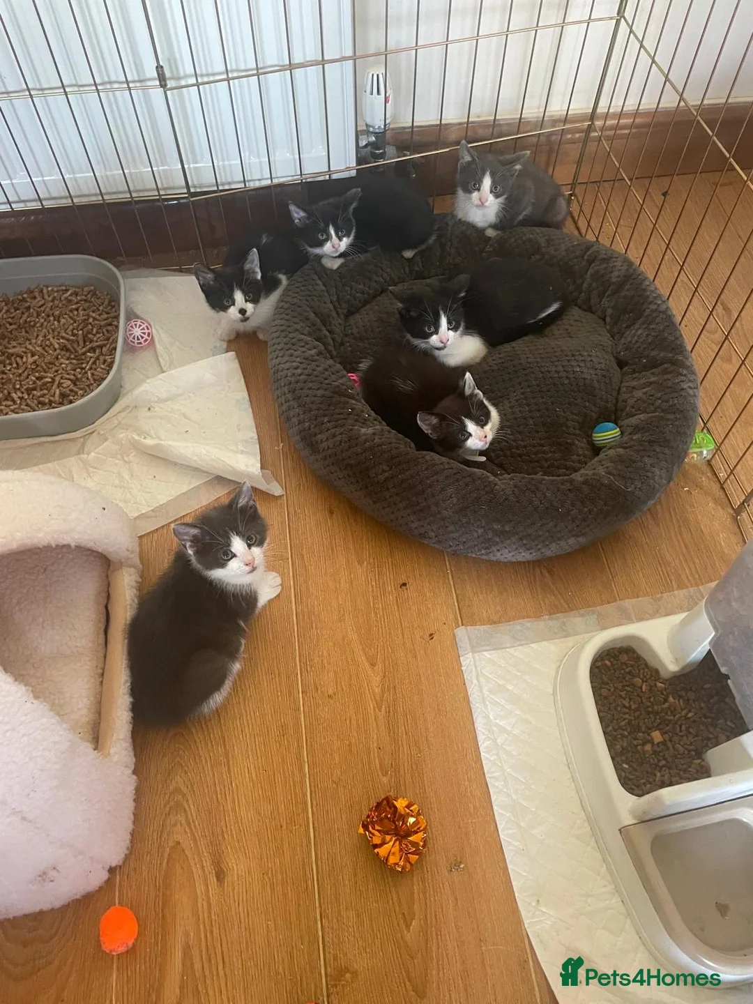 Mixed Breed cats for sale: Playful kittens  in Withernsea - Advert 6
