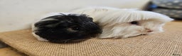 Guinea Pig rodents for sale: Bonded pairs of baby/young male guinea pigs - Advert 3
