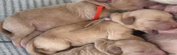 Goldendoodle dogs for sale: Beautiful Goldendoodle Puppies Available  - Advert 6