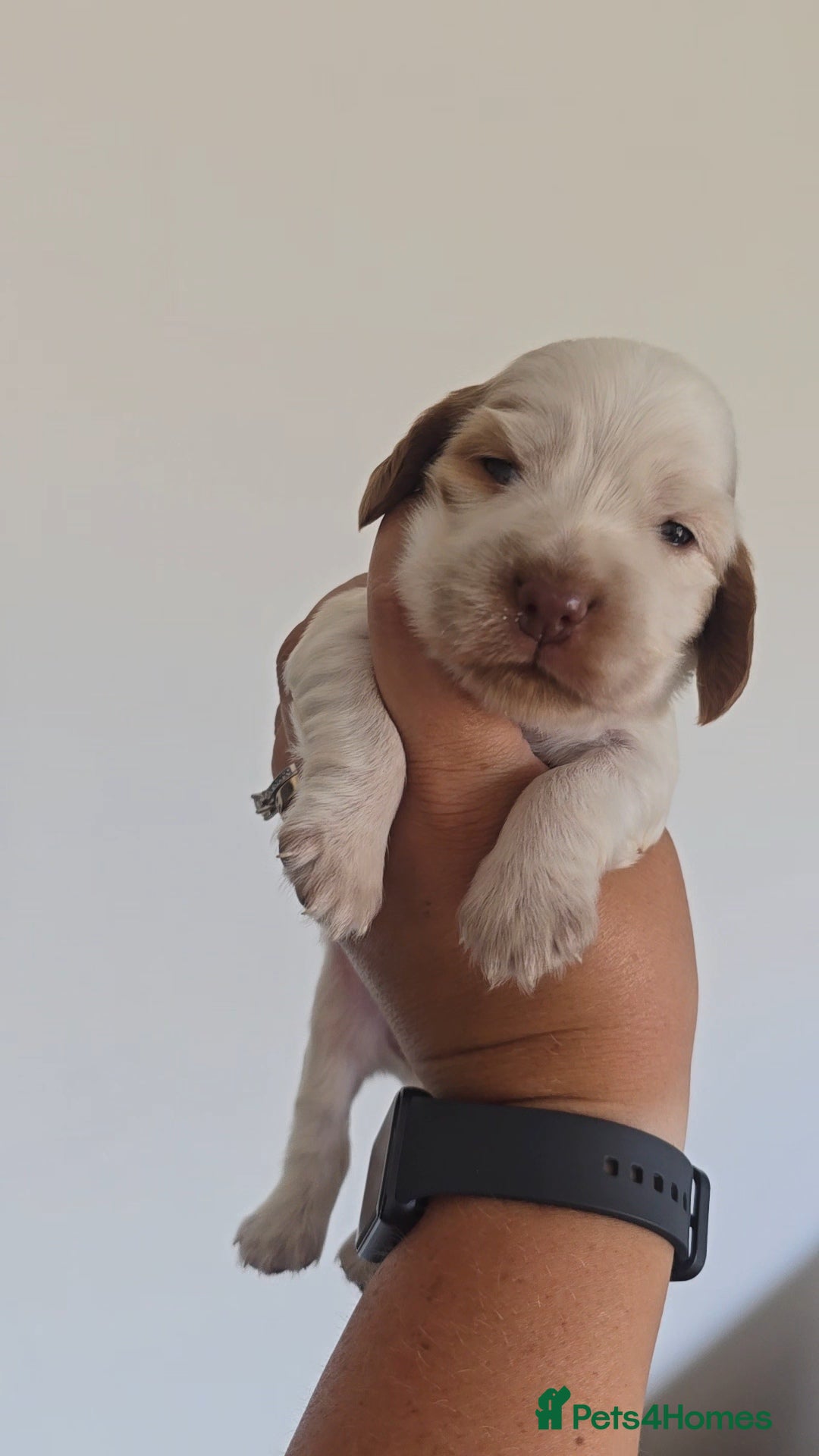 Cocker Spaniel dogs for sale: Kc registered health tested SHOW cocker spainel  - Image 25