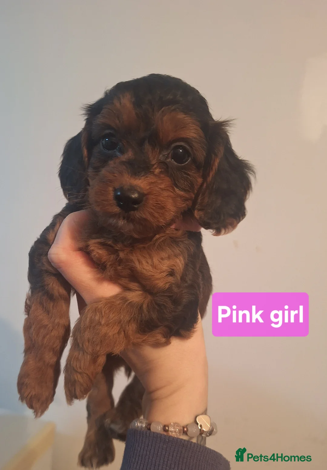 Cockapoo dogs for sale: Cockapoo puppies - Advert 15