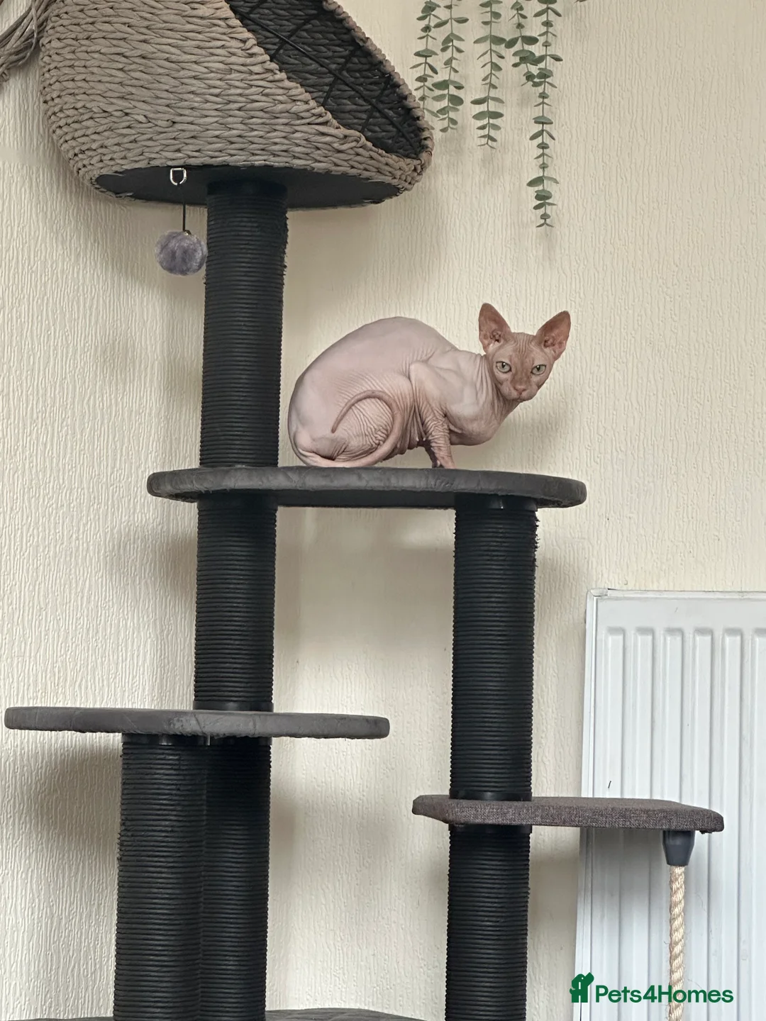 Sphynx cats for sale: Pink female Sphynx for sale  - Advert 4
