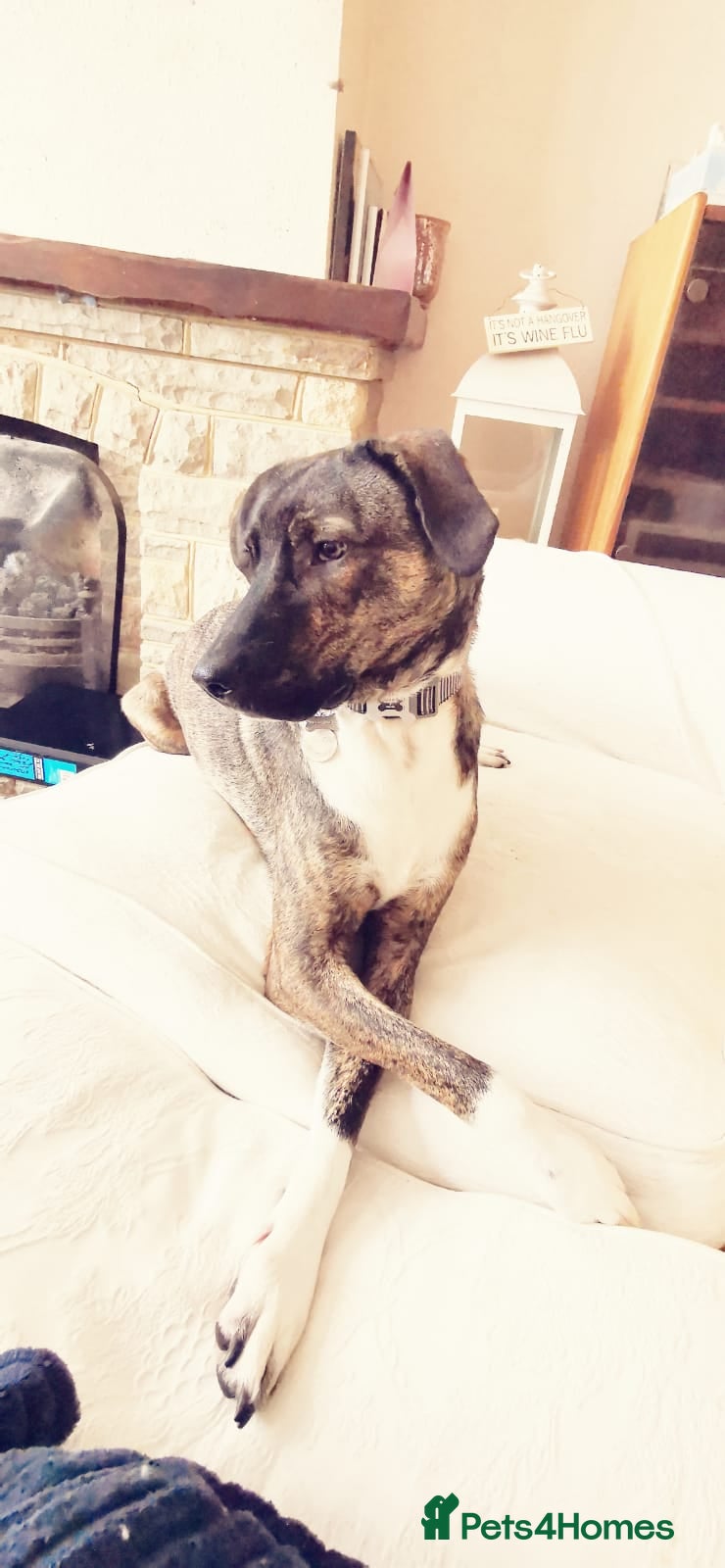 Mixed Breed dogs Gorgeous Boy in need of a forever home  - Advert 2