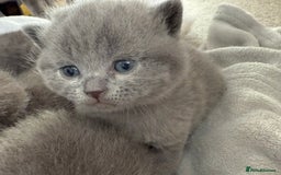 British Shorthair cats for sale: ✨British Shorthair GCCF 5 generation Pedigree✨ - Advert 23