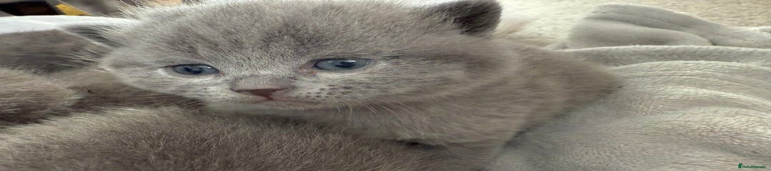 British Shorthair Kitten 3