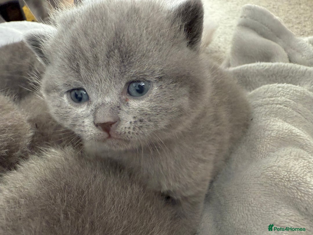 British Shorthair cats for sale: ✨British Shorthair GCCF 5 generation Pedigree✨ - Advert 23