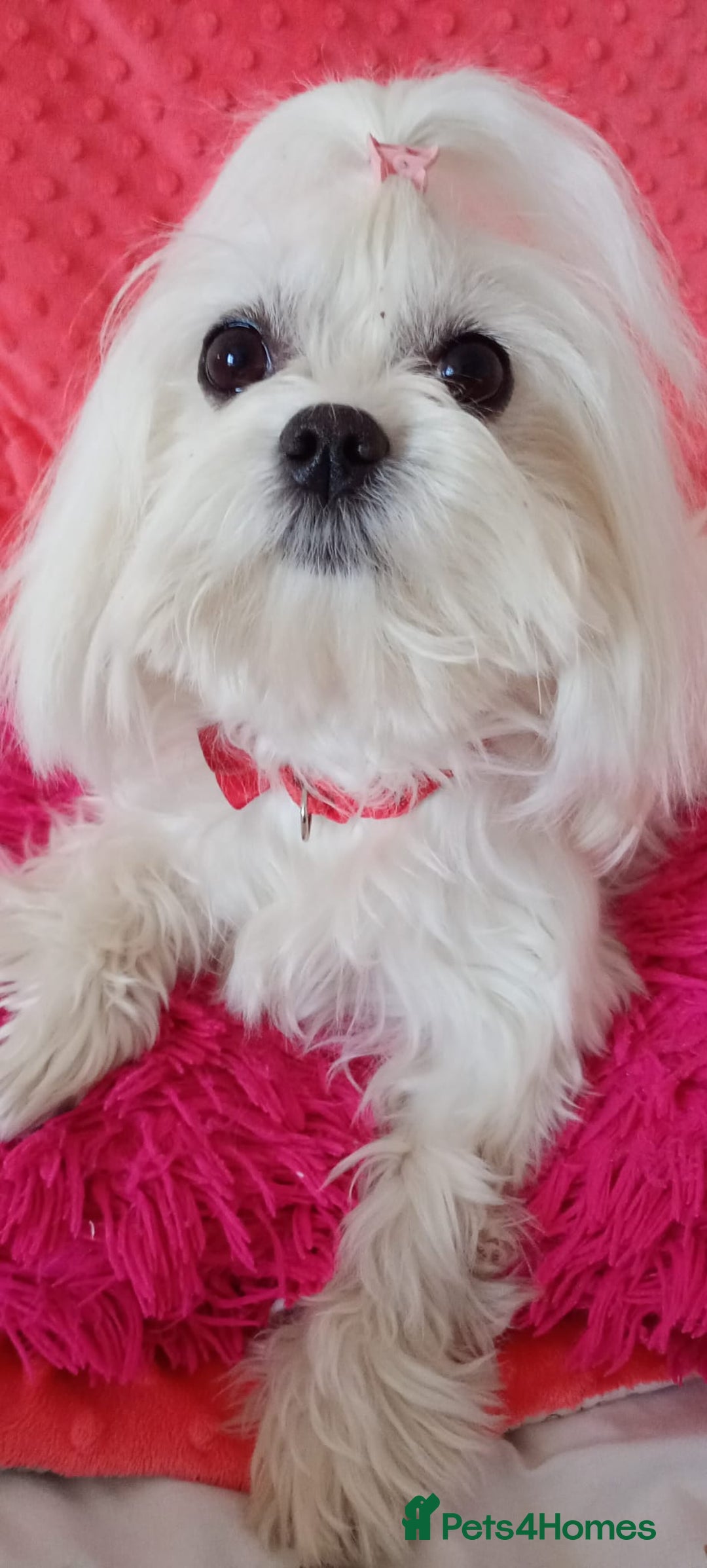 Maltese dogs for sale: Maltese puppies - Image 9