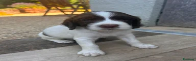 English Springer Spaniel 5