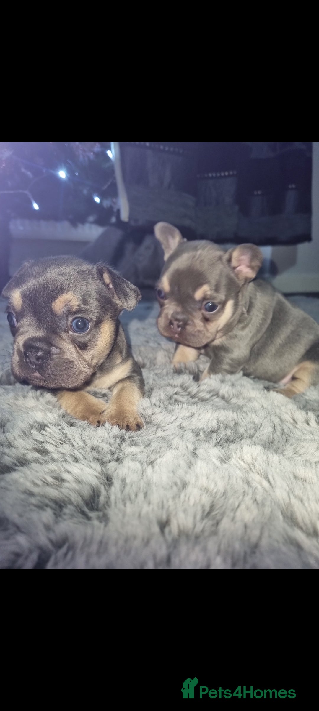 French Bulldog dogs for sale: Frenchbulldog puppies - Advert 3