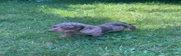 Miniature Dachshund dogs for sale: Beautiful miniature Dachshuhds available  - Advert 5
