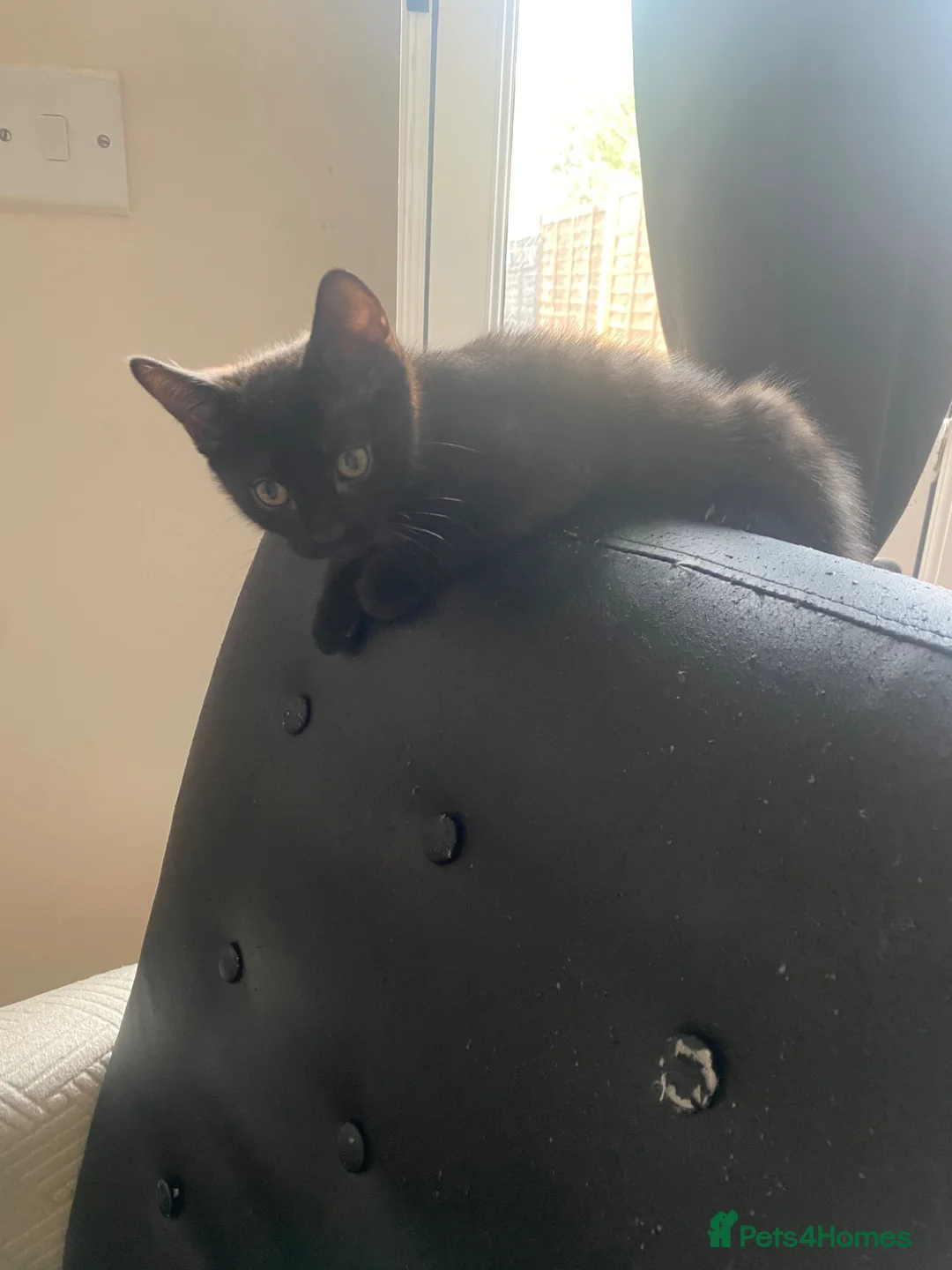 Mixed Breed cats for sale: 2 black kittens looking for loving homes in Aylesbury - Advert 5