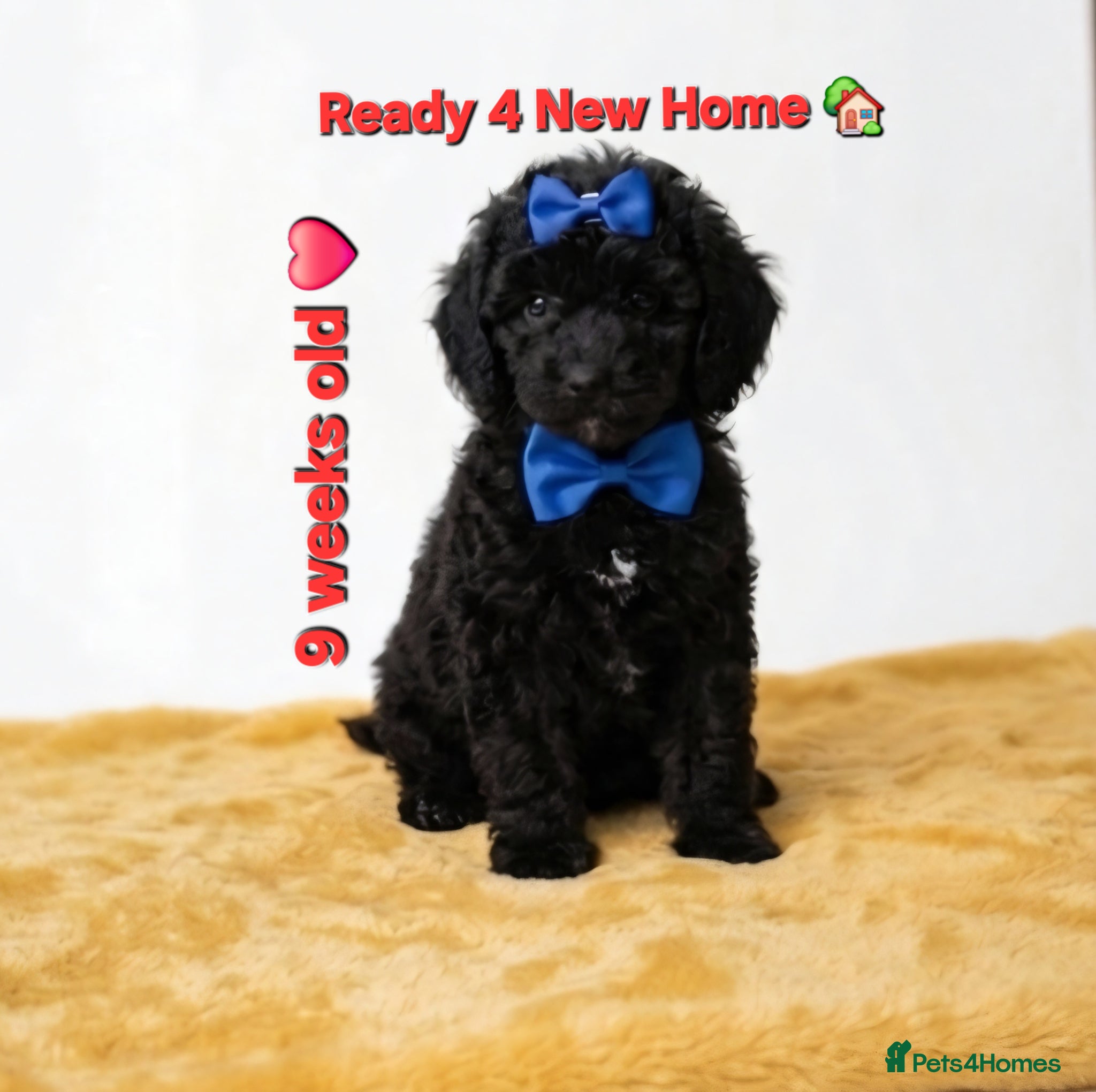 Cockapoo dogs TeddyFce 8-Week-Cockapoo Pup intelligent  sit, paw - Advert 5