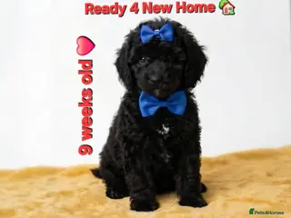 Cockapoo dogs TeddyFce 8-Week-Cockapoo Pup intelligent sit, paw - Advert 5