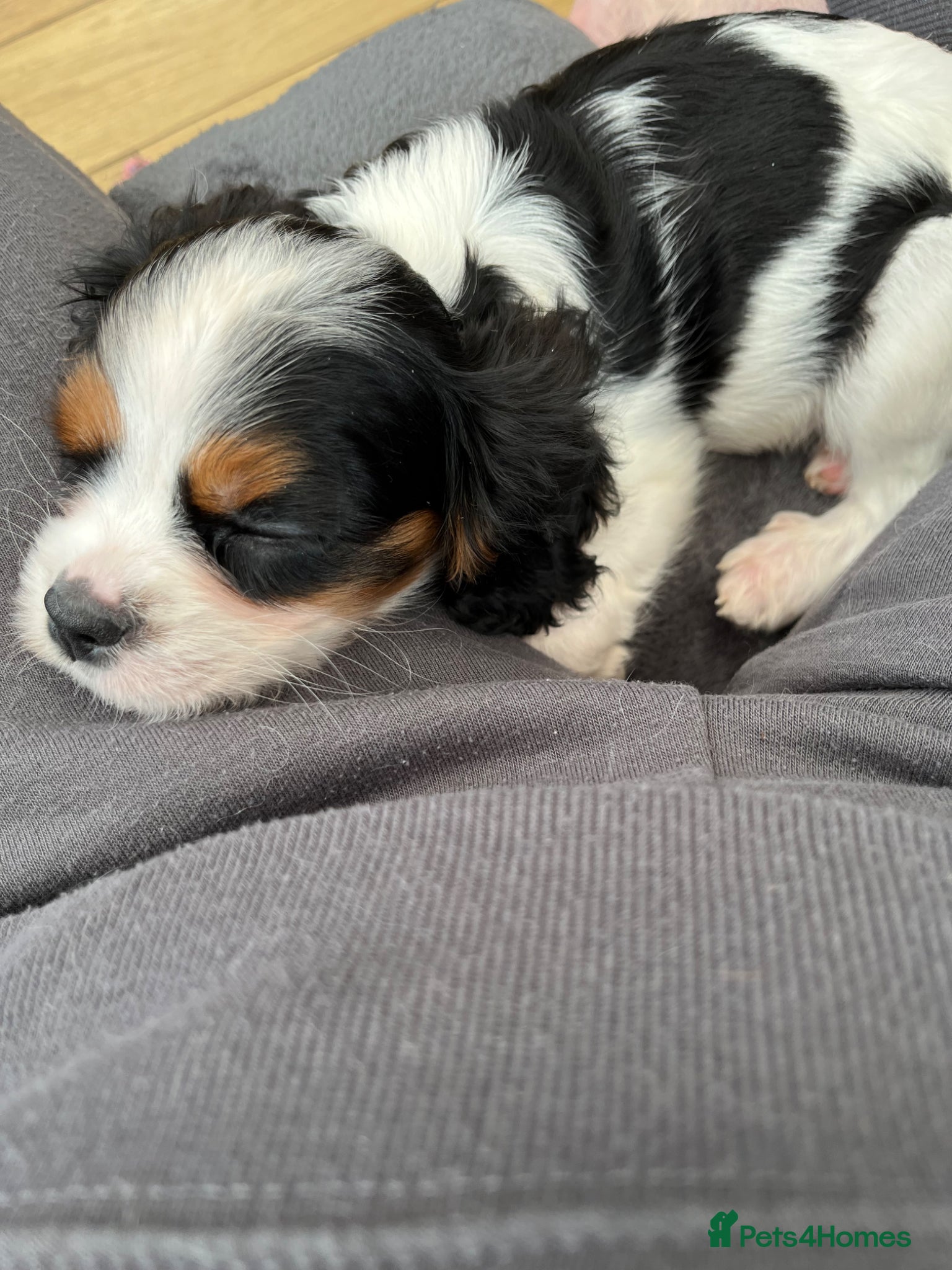 Cavalier King Charles Spaniel dogs Two gorgeous cavalier King Charles puppies  - Advert 4