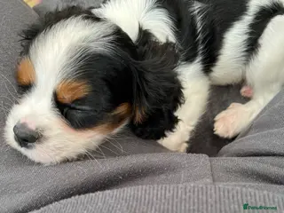 Cavalier King Charles Spaniel dogs Two gorgeous cavalier King Charles puppies - Advert 7