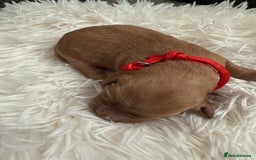 Mixed Breed dogs for sale: Cavapoochon Puppies  - Image 3