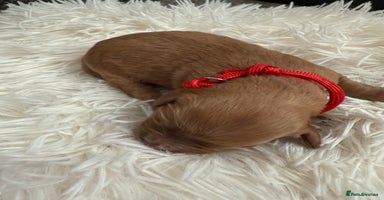 Mixed Breed dogs - Advert 7