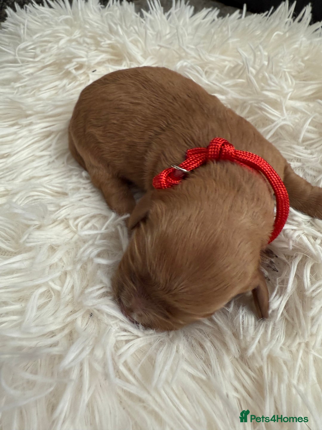 Mixed Breed dogs for sale: Cavapoochon Puppies  - Image 3