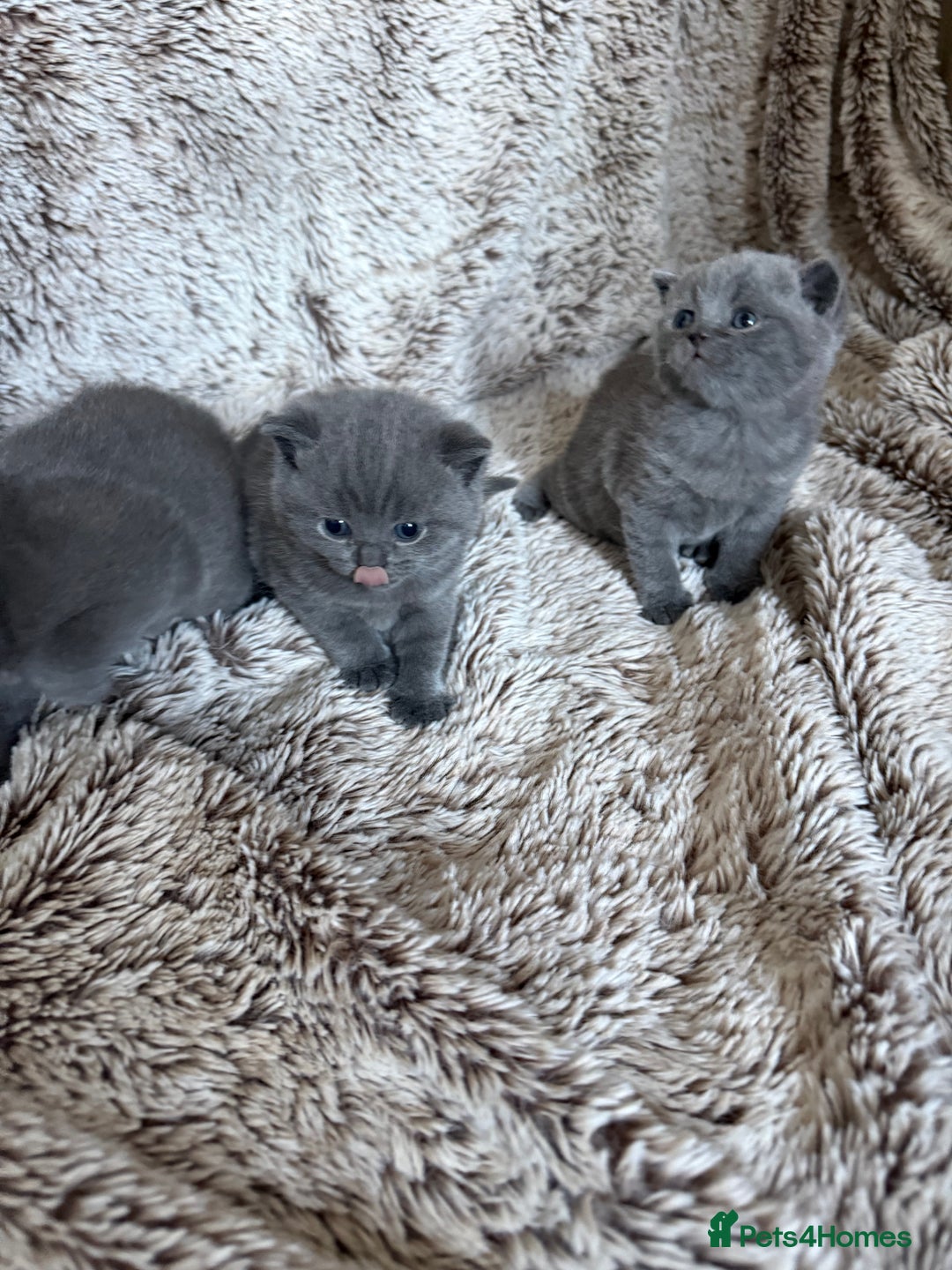 British Shorthair cats for sale: Beautiful GCCF British Shorthair Kittens - Advert 7