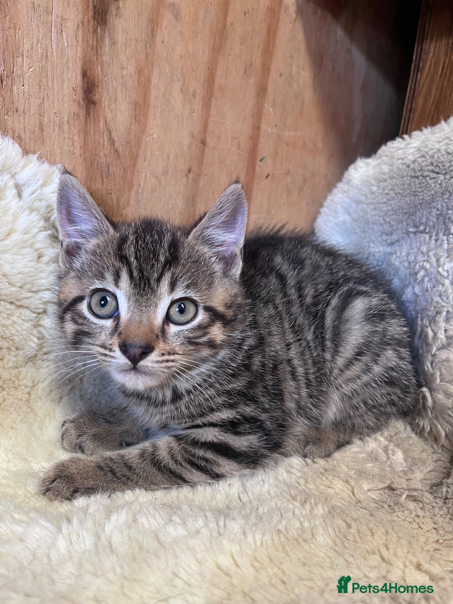 Mixed Breed cats for sale: Beautiful kittens  in Boston - Advert 4
