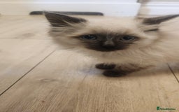 Ragdoll cats for sale: Ready now x - Advert 10