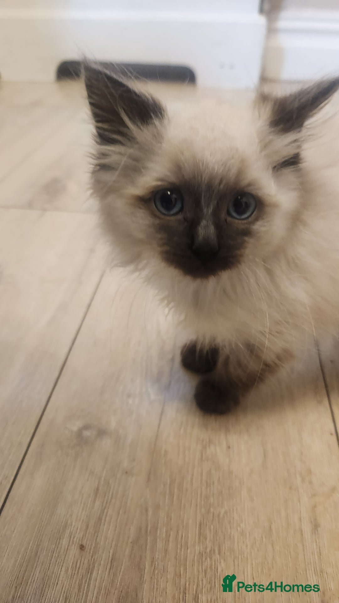 Ragdoll cats for sale: Ready now x - Advert 10