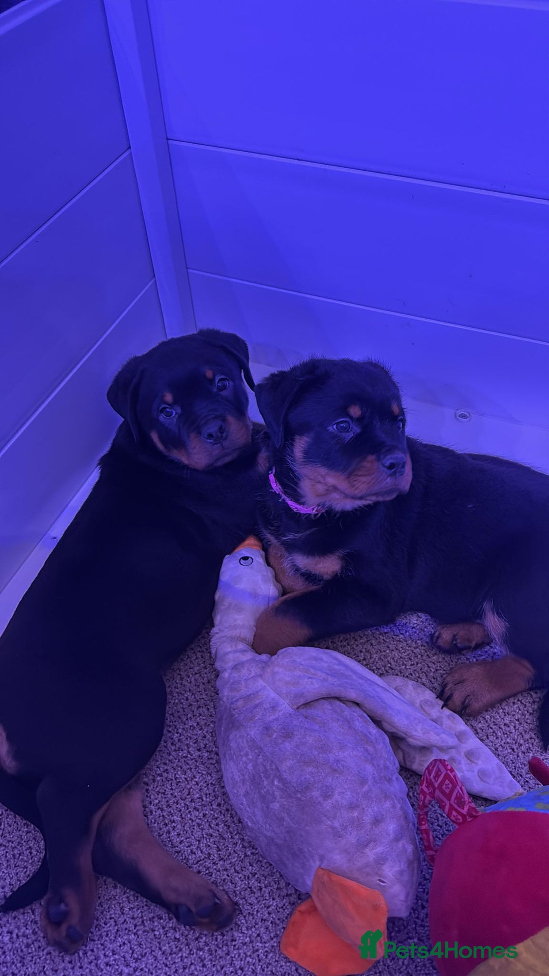 Rottweiler dogs for sale: ROTTWEILER PUPPIES- READY NOW - ONLY ONE LEFT!! - Advert 14