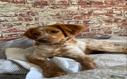 Mixed Breed dogs for sale: Brittany spaniel - Image 5
