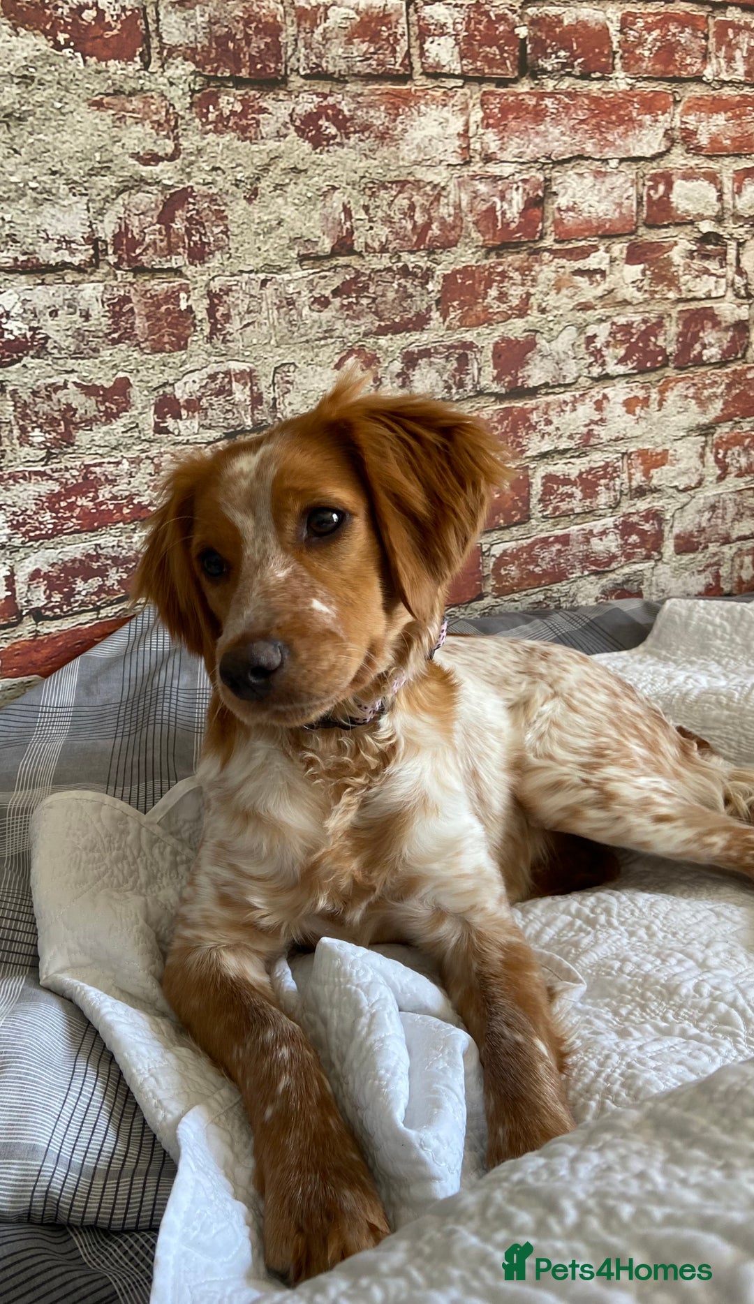 Mixed Breed dogs for sale: Brittany spaniel - Image 5
