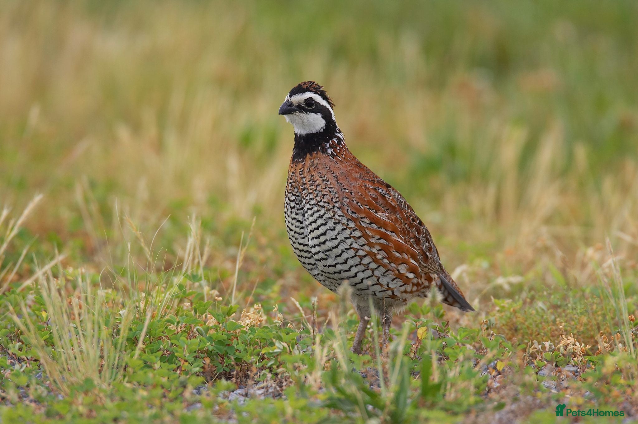 Quail poultry Bob White Quail Birds for Sale - Advert 1