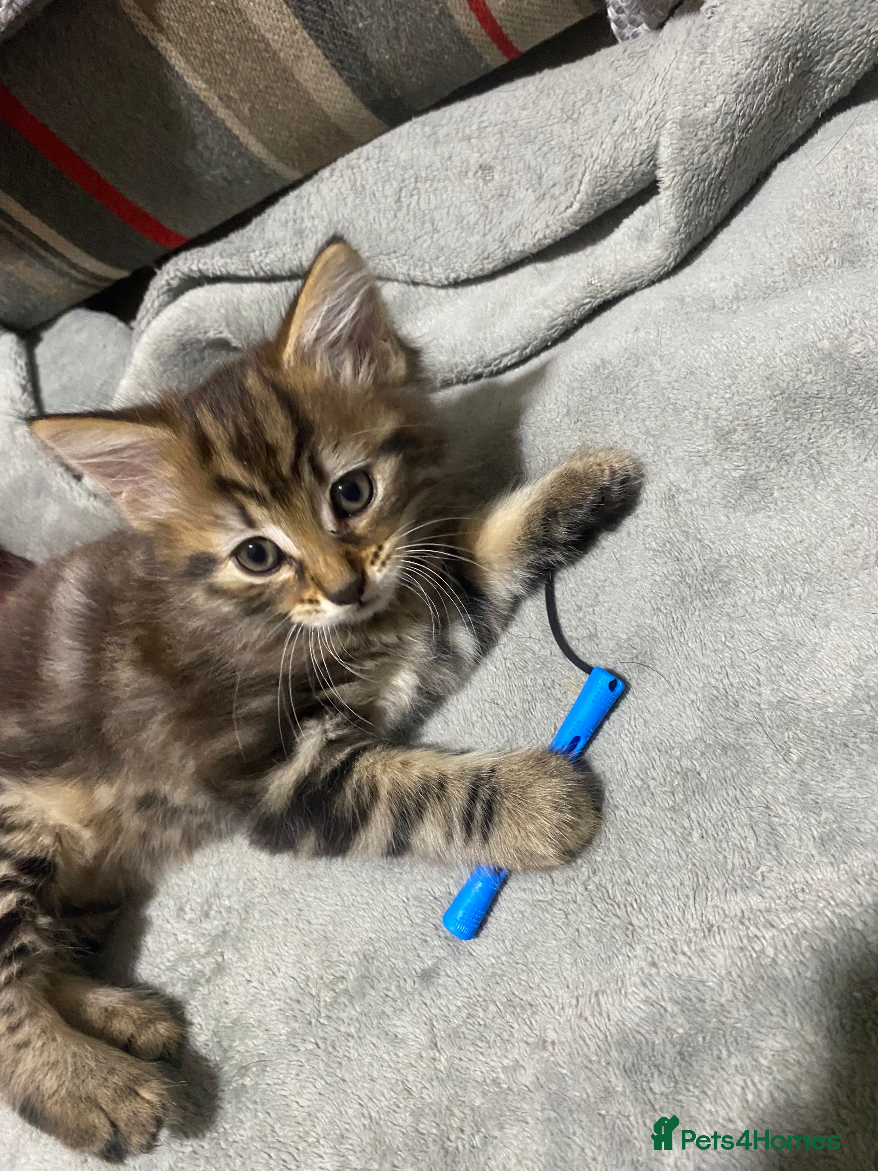 Mixed Breed cats 4 beautiful kittens due to leave  - Advert 5