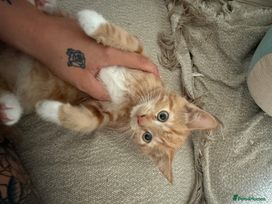 Mixed Breed cats for sale: Last ginger boy  - Image 1