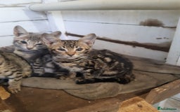 Savannah cats for sale: Savanna kittens  - Image 1