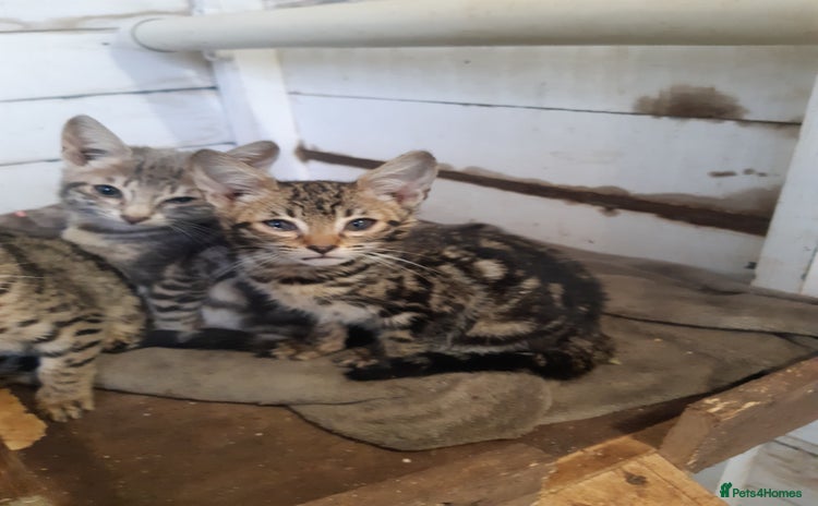 Savannah cats - Advert 2