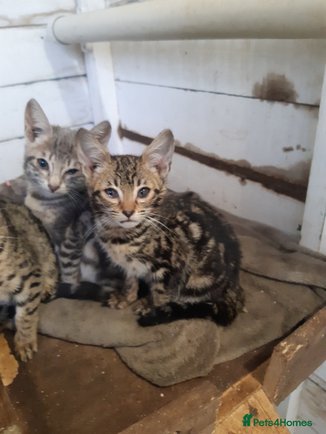 Savannah cats for sale: Savanna kittens  - Image 1