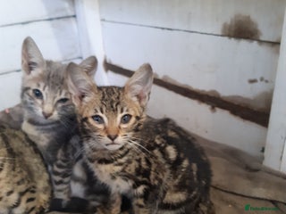 Savannah cats - Advert 13