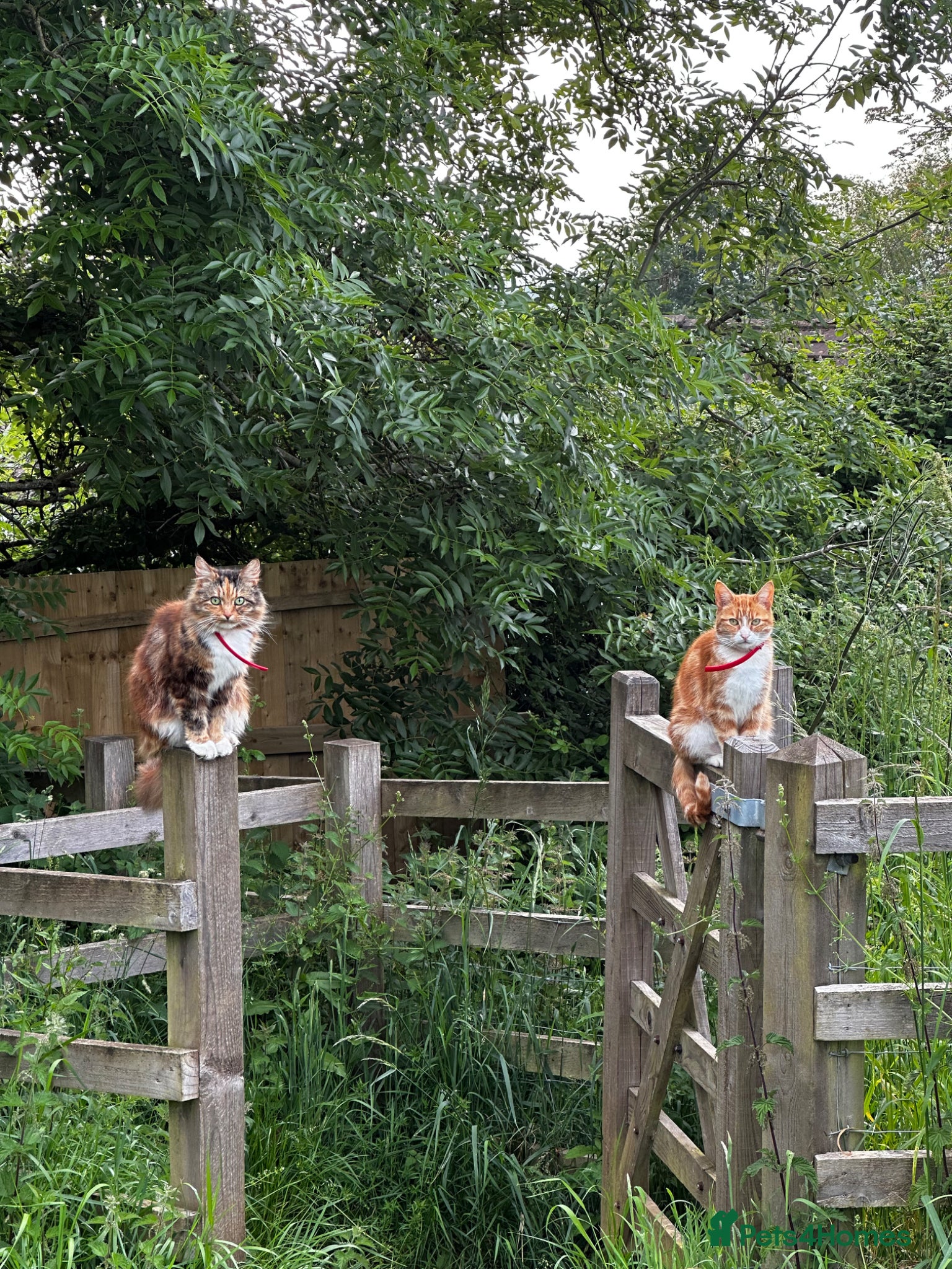 Mixed Breed cats for sale: Rehoming 2 cats  - Advert 1