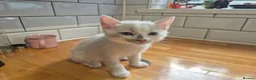 Mixed Breed cats for sale: British Shorthair / Mixed Breed - Advert 6
