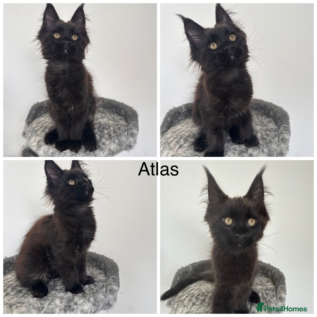 Maine Coon cats 🐾Tica registered Maine Coon Kittens Available 🐾 - Advert 2