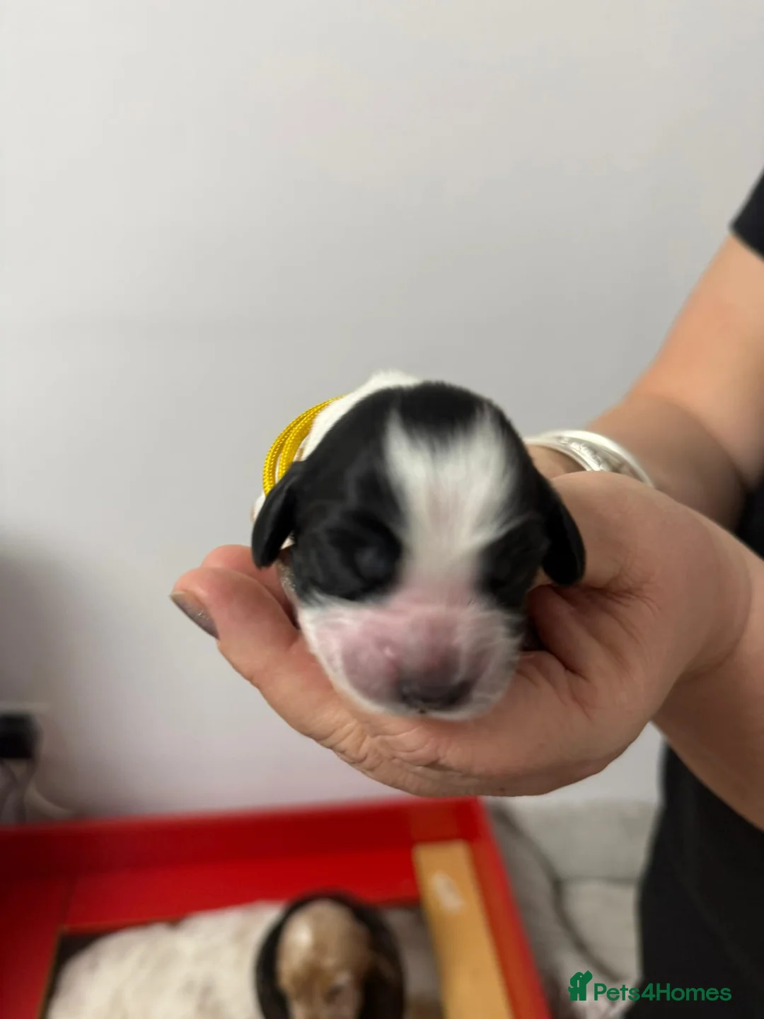 Cocker Spaniel dogs for sale: English Cocker Spaniel litter – champion lines - Advert 4