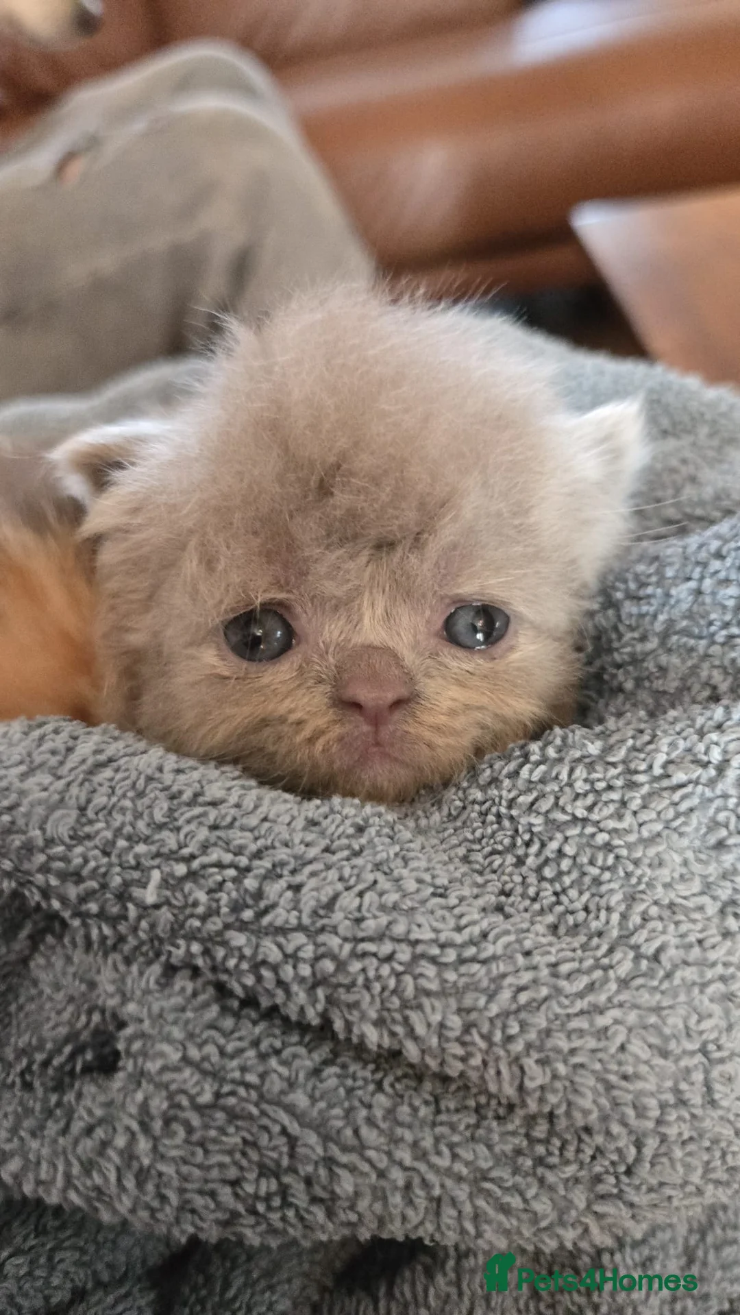 Exotic cats for sale: Persian exotic kittens - Advert 2